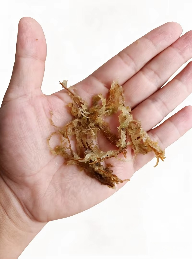 Premium Sphagnum Moss for Orch - Sphagnum Moss Dry 评论和价格